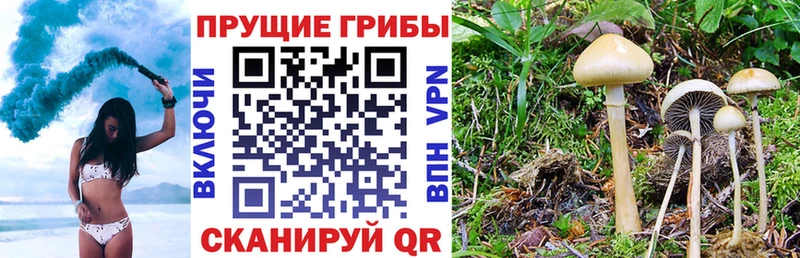 Псилоцибиновые грибы MAGIC MUSHROOMS  Купить где  Ишим 